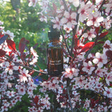 Inner Light Flower Essence