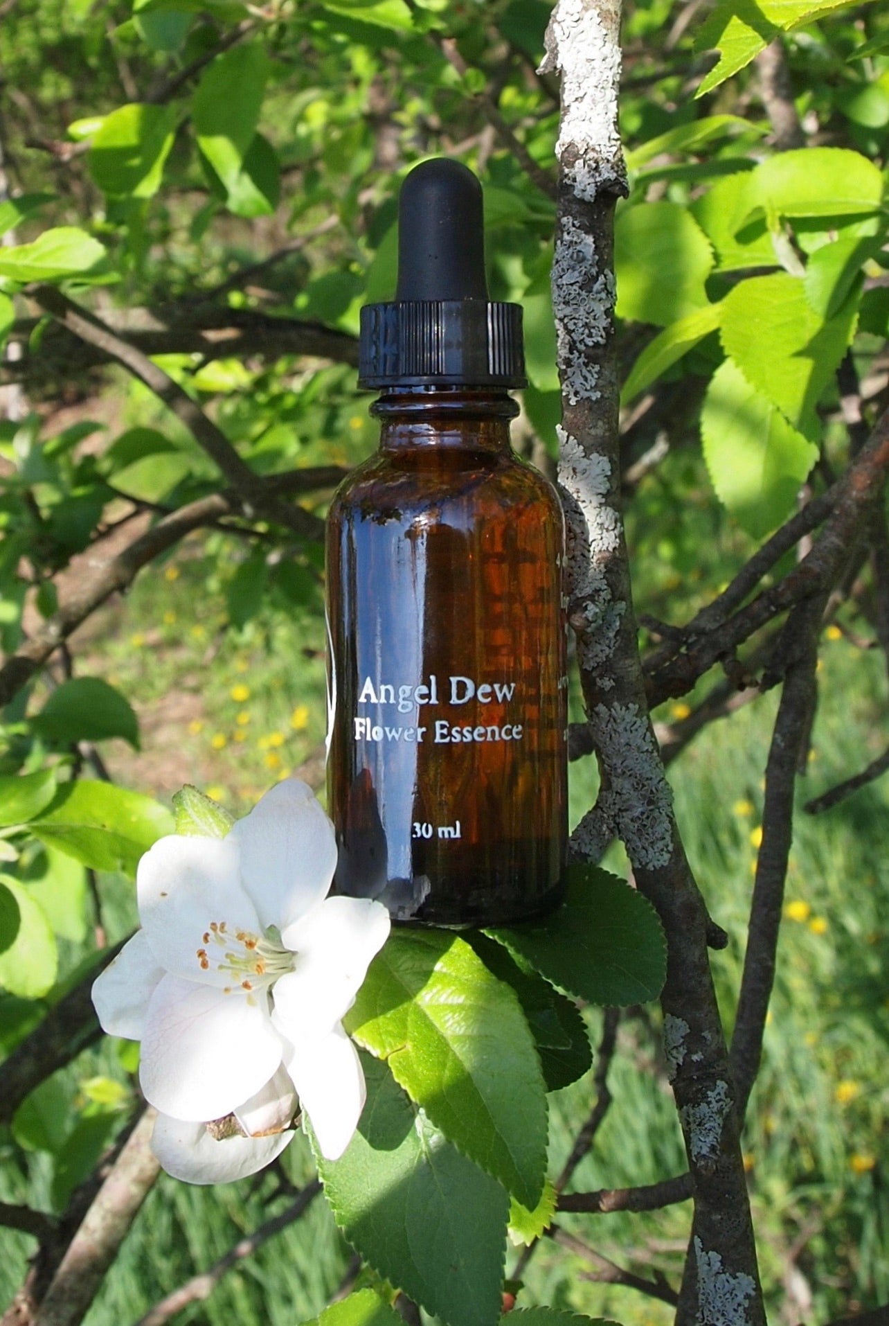 Angel Dew Flower Essence